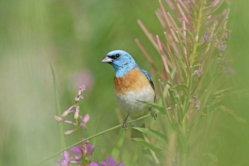Luzuli Bunting