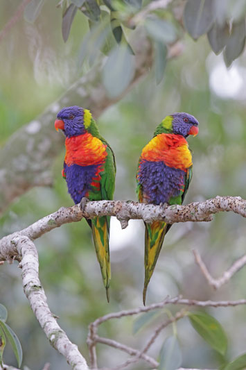Rainbow Lorikeet
