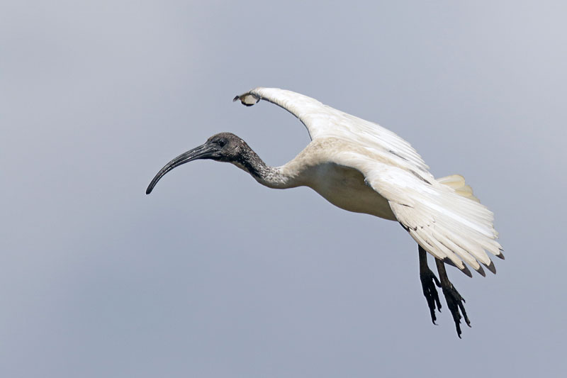 Australian White Ibis