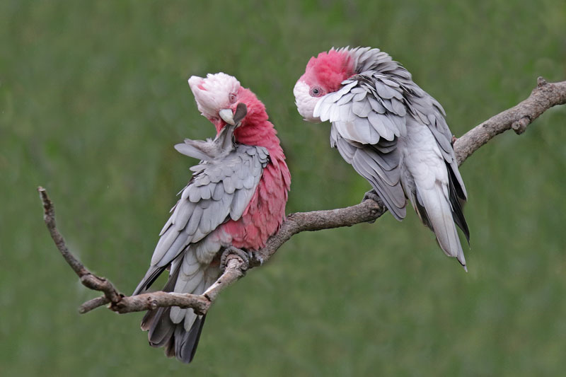 Galah