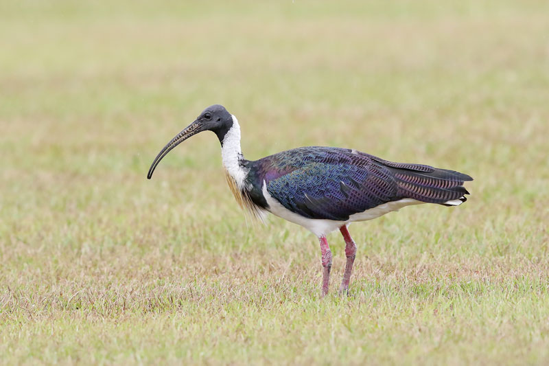 Straw-necked Ibis