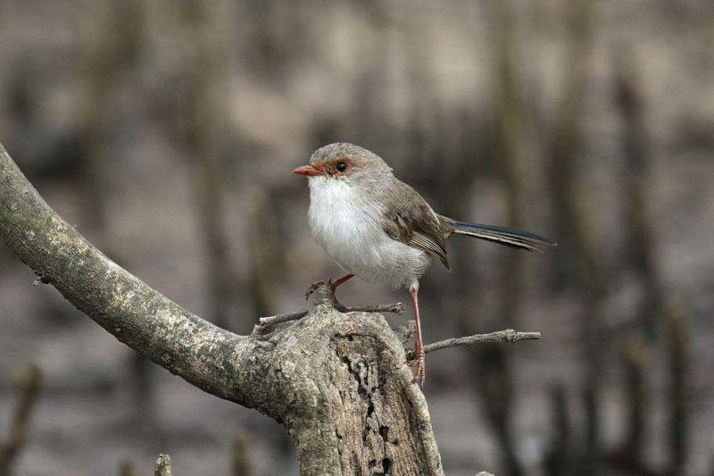 Superb Fairy-wren