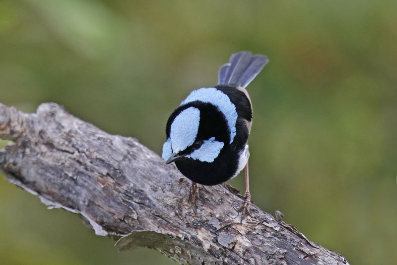 Superb Fairy-wren