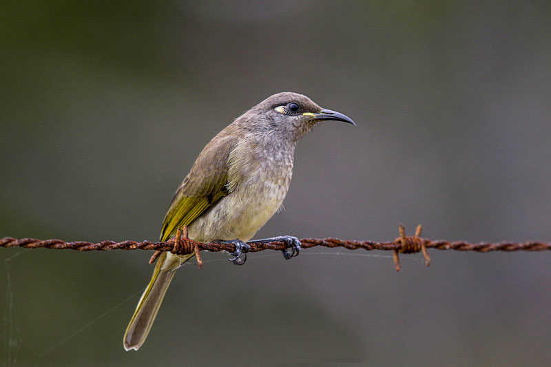 Brown Honeyeater