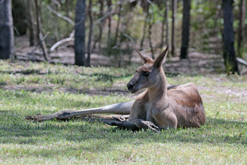 Eastern Grey Kangaroo