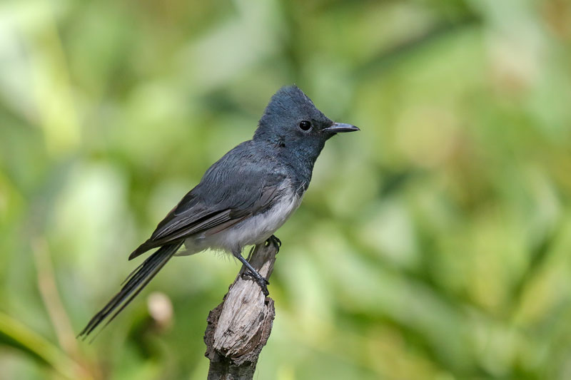 Leaden Flycatcher