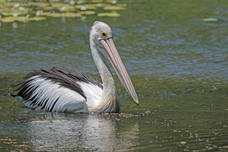 Australian Pelican