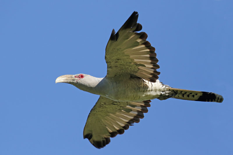 Channel-billed Cuckoo
