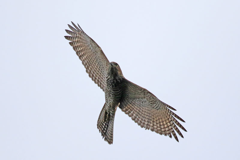 Brown Goshawk