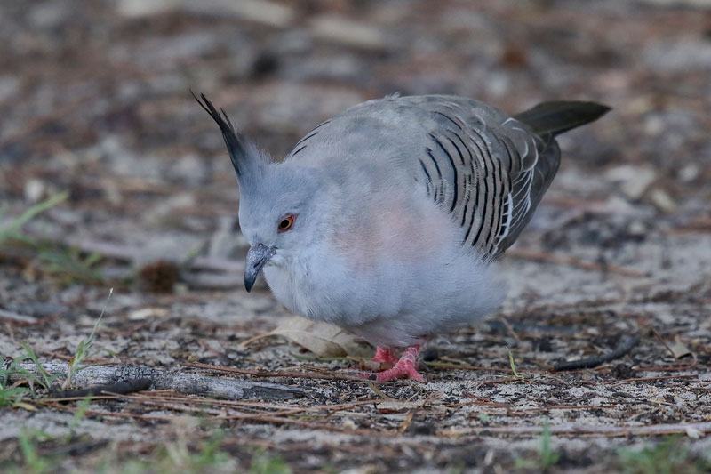 Crested Pigeon