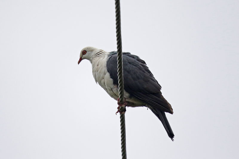 White-headed Pigeon