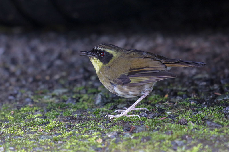 Yellow-throated Scrubwren