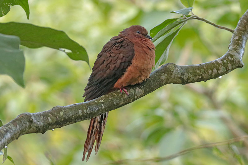 Brown Cuckoo-dove