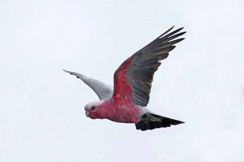 Galah