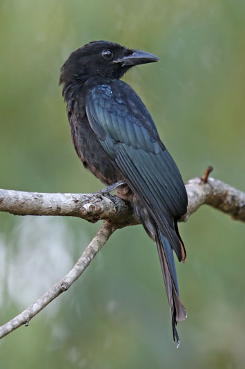 Spangled Drongo
