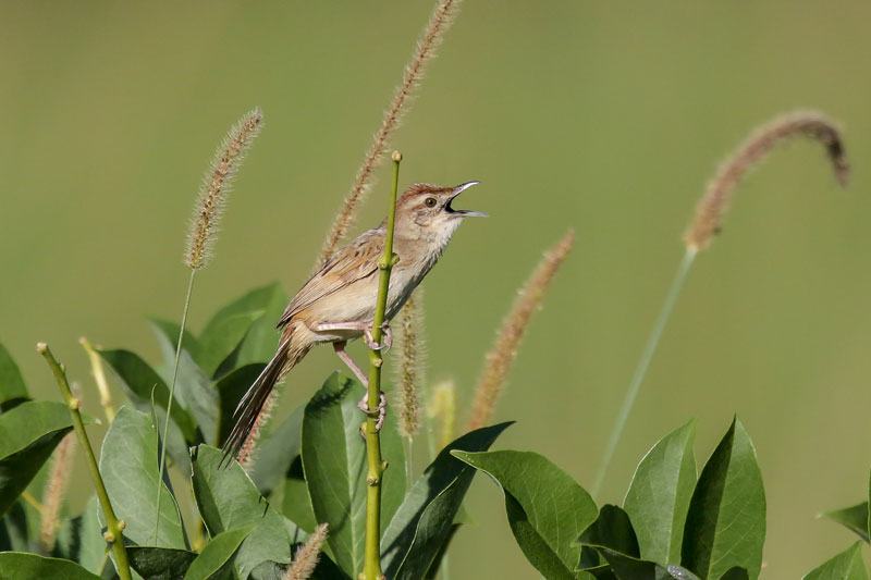 Tawny Grassbird