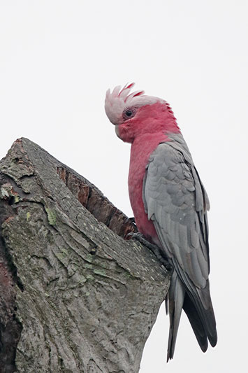 Galah