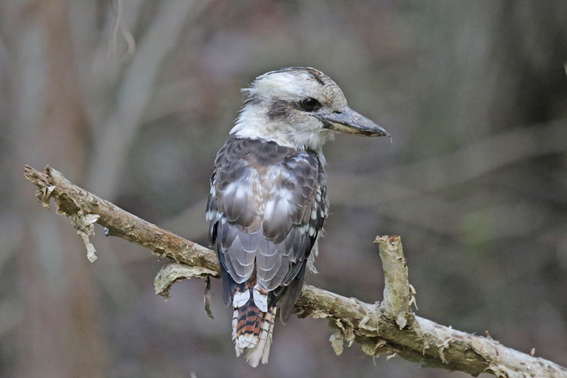Laughing Kookaburra