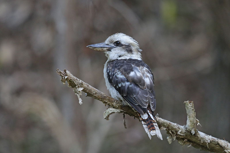 Laughing Kookaburra