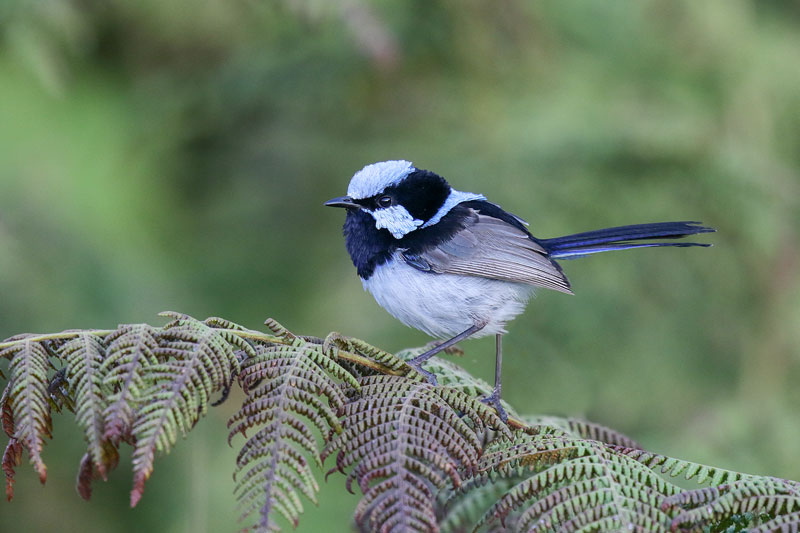 Superb Fairywren