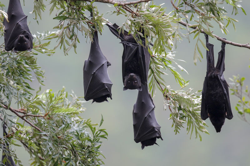 Flying Fox