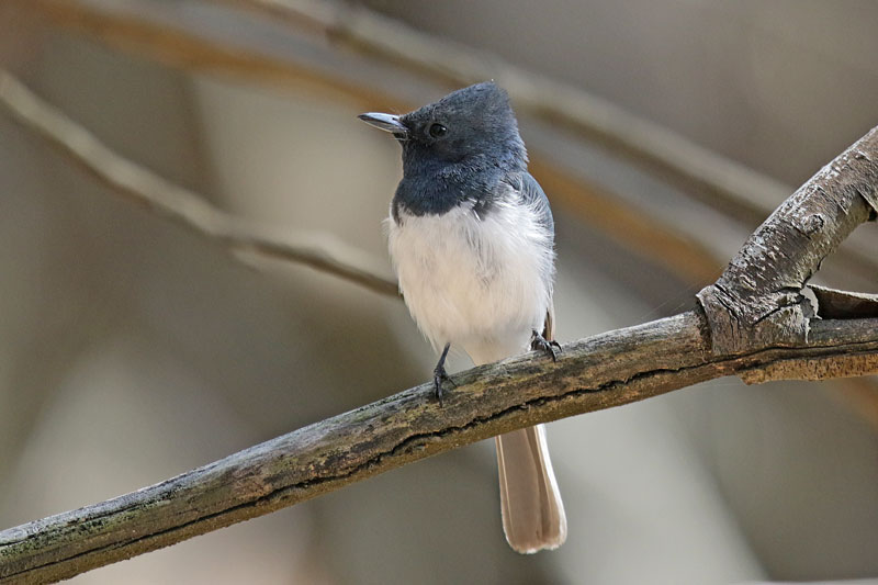 Leaden Flycatcher