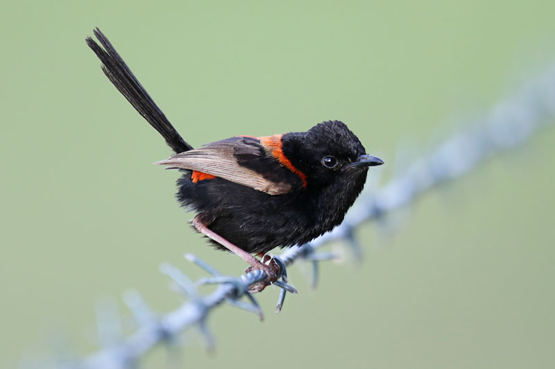 Red-backed Fairywren