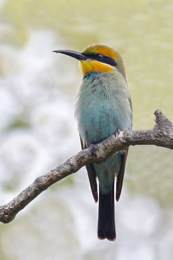 Rainbow Bee-eater