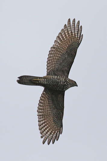 Brown Goshawk