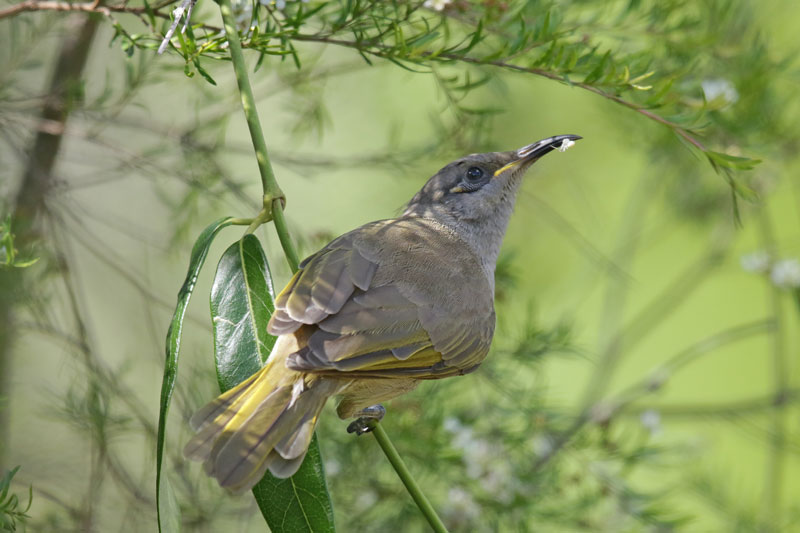 Brown Honeyeater