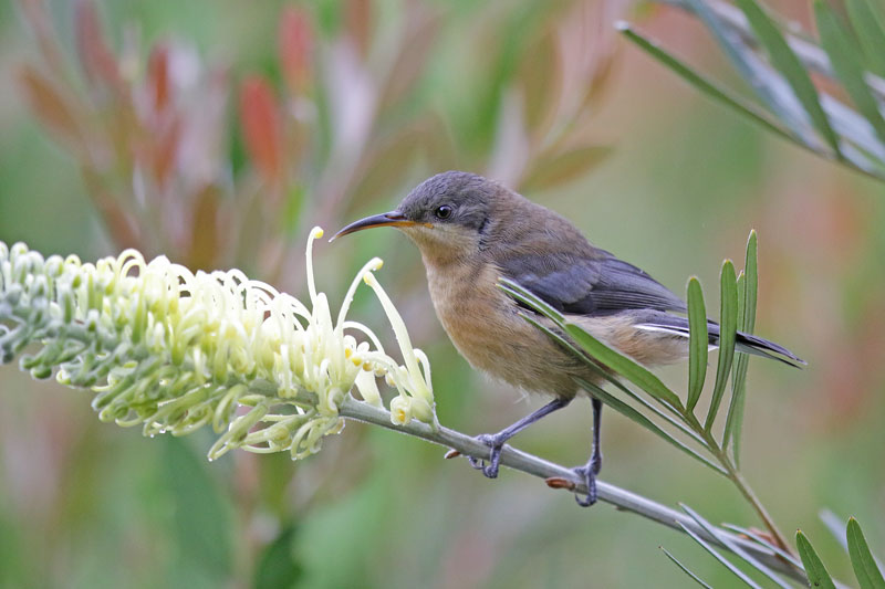 Eastern Spinebill
