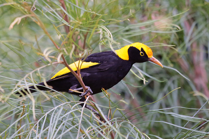 Regent Bowerbird