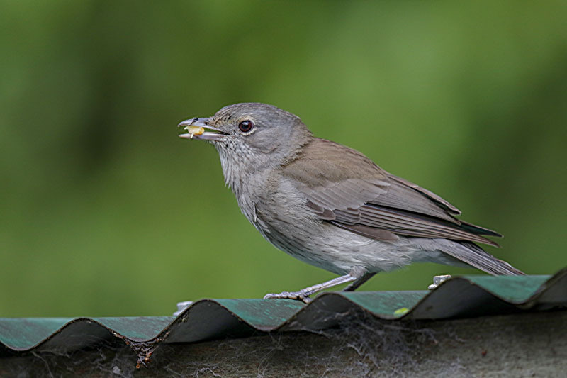 Grey Shrike-thrush
