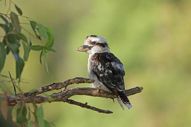 Laughing Kookaburra