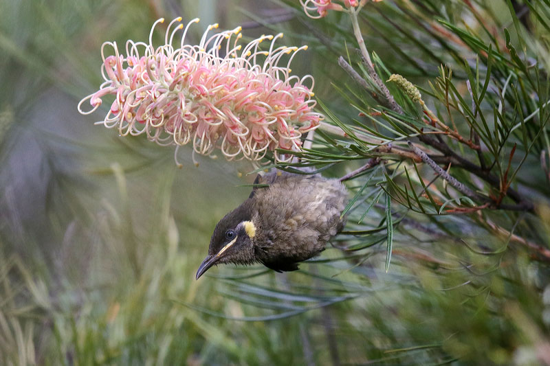 Lewin's Honeyeater