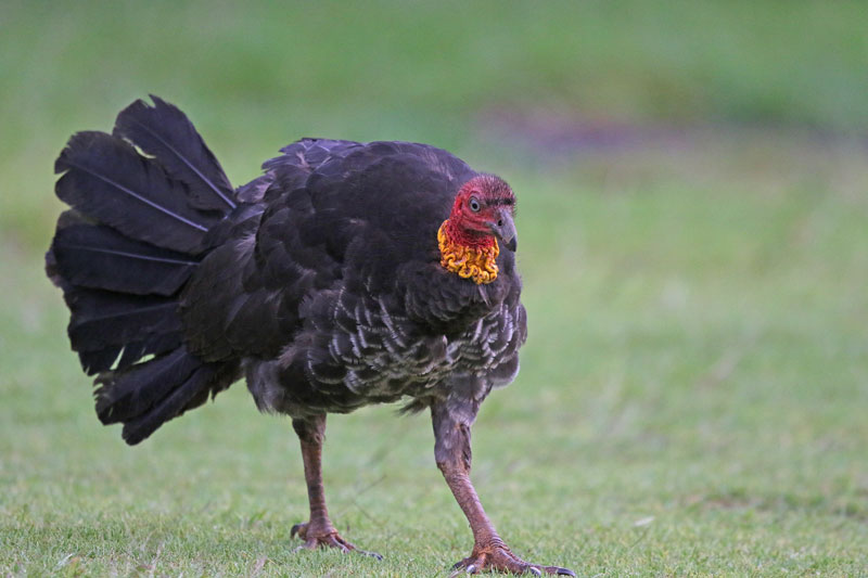 Australian Brush-turkey