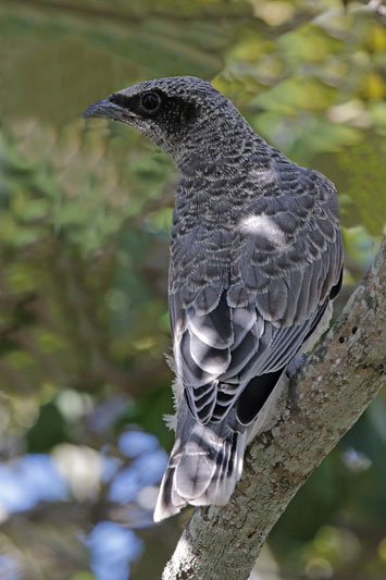 Black-faced Cuckooshrike
