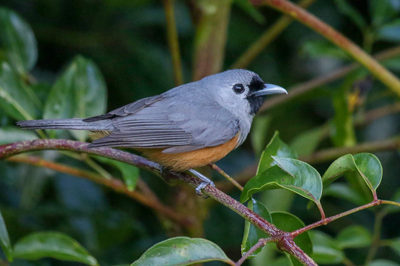 Black-faced Monarch