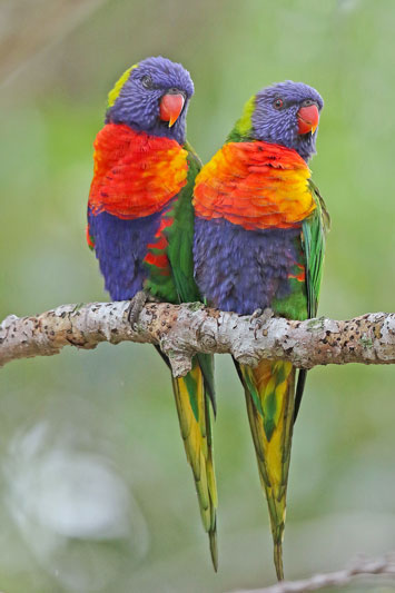 Rainbow Lorikeet