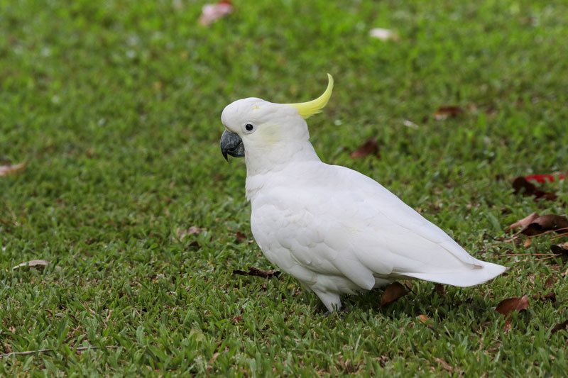 Sulphur-crested Cockatoo