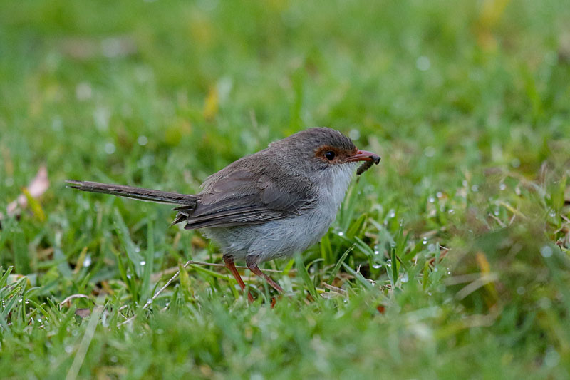 Superb Fairywren
