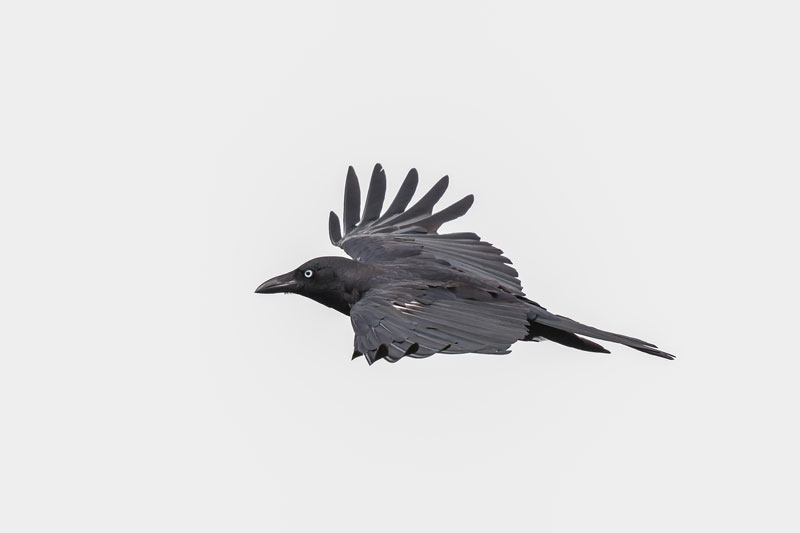 Torresian Crow