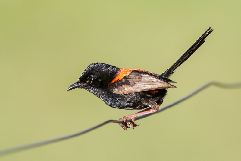 Red-backed Fairywren