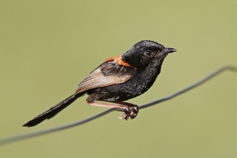 Red-backed Fairywren