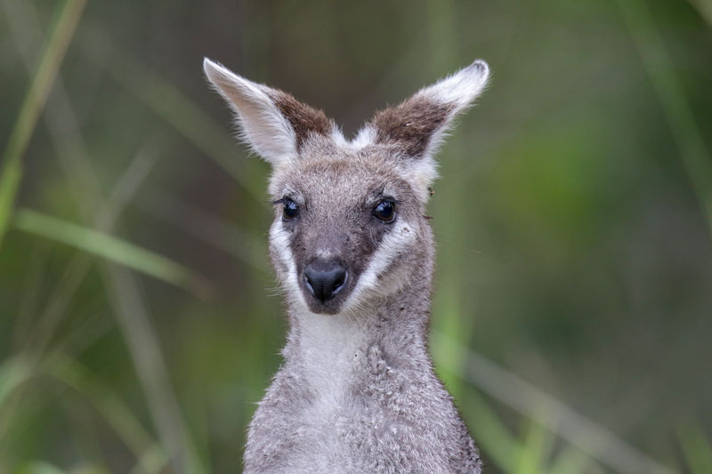 Whiptail Wallaby