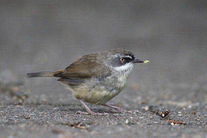 White-browed Scrubwren
