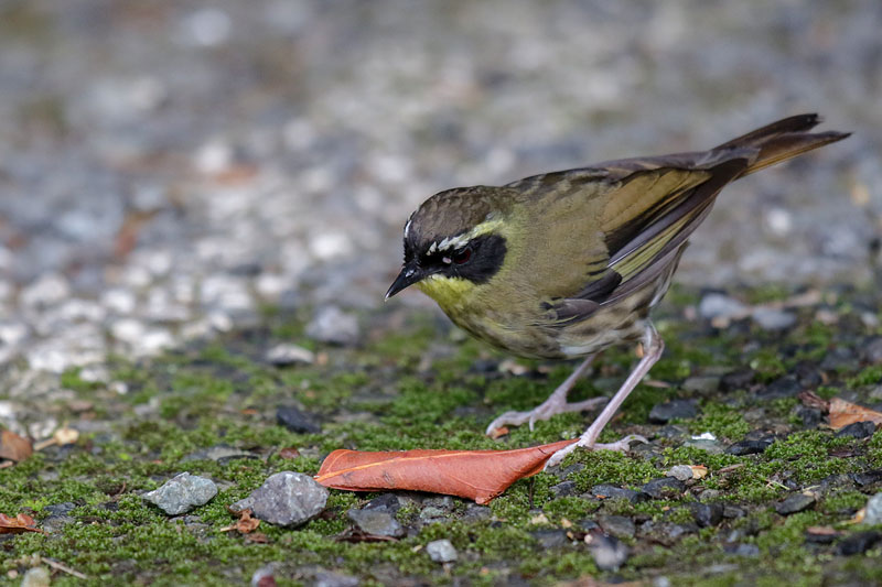 Yellow-throated Scrubwren