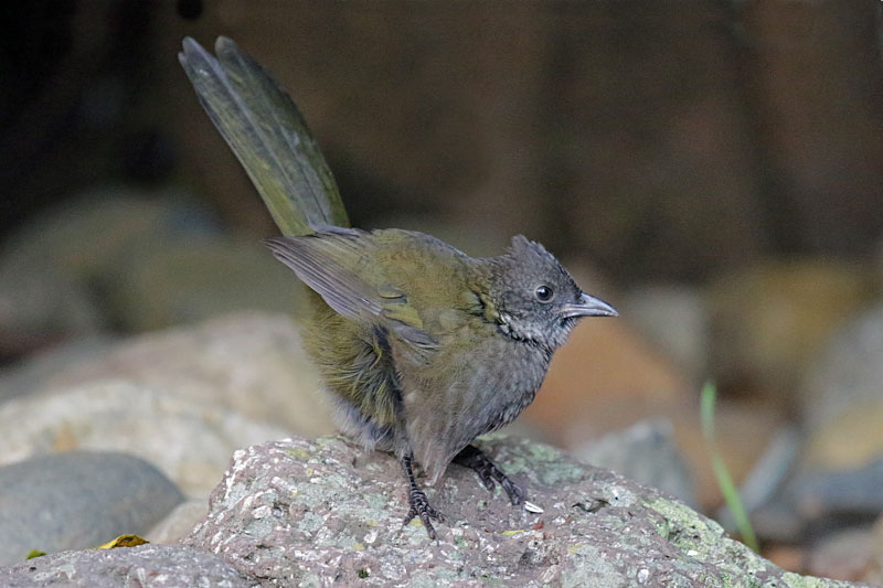 Eastern Whipbird