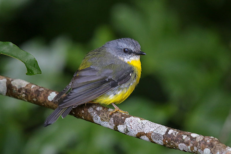 Eastern Yellow Robin