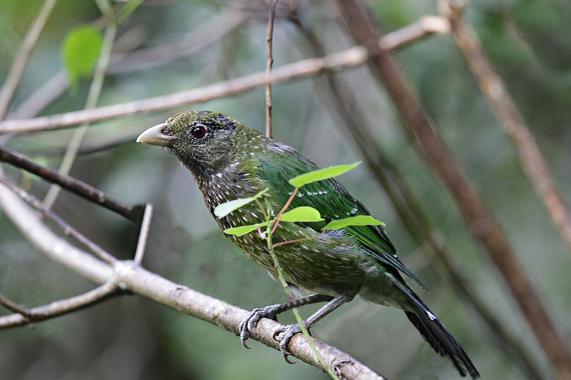 Green Catbird